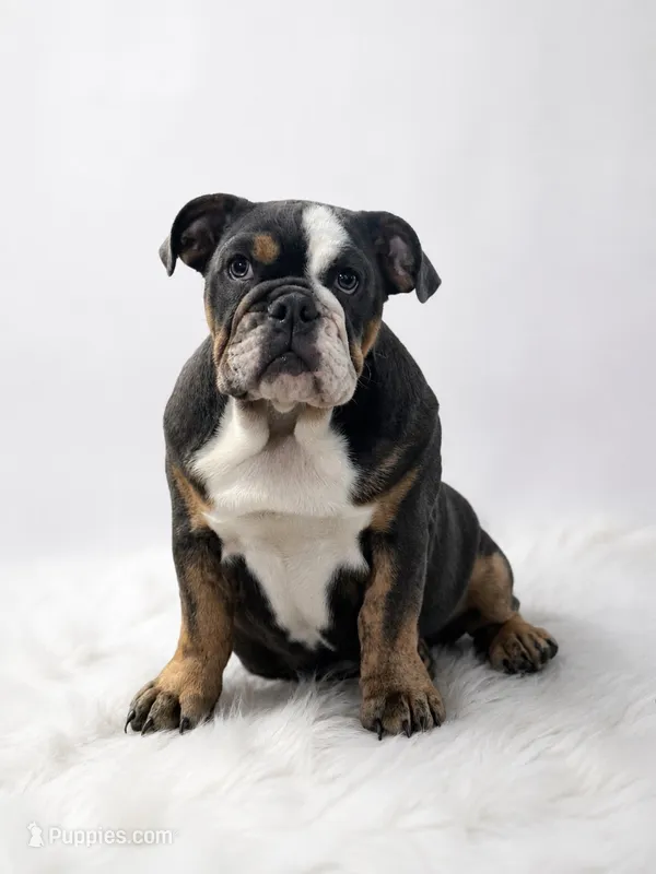 Vada – English Bulldog puppy for sale in Canton, TX