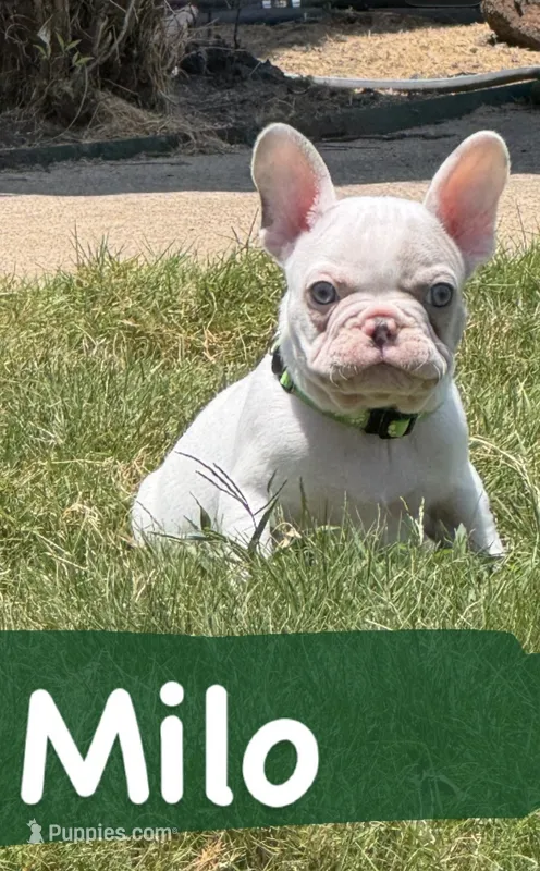 Milo – French Bulldog puppy for sale in Canton, TX