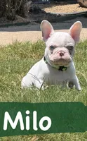Milo, a male French Bulldog for sale in Canton, TX – 1 of 1