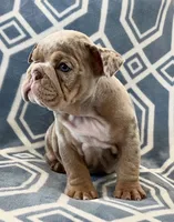 Gordita, a female English Bulldog for sale in Canton, TX – 2 of 2