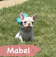 Mabel, a female French Bulldog for sale in Canton, TX – 1 of 1
