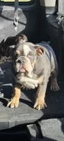 Vada, a female English Bulldog for sale in Canton, TX – 2 of 2