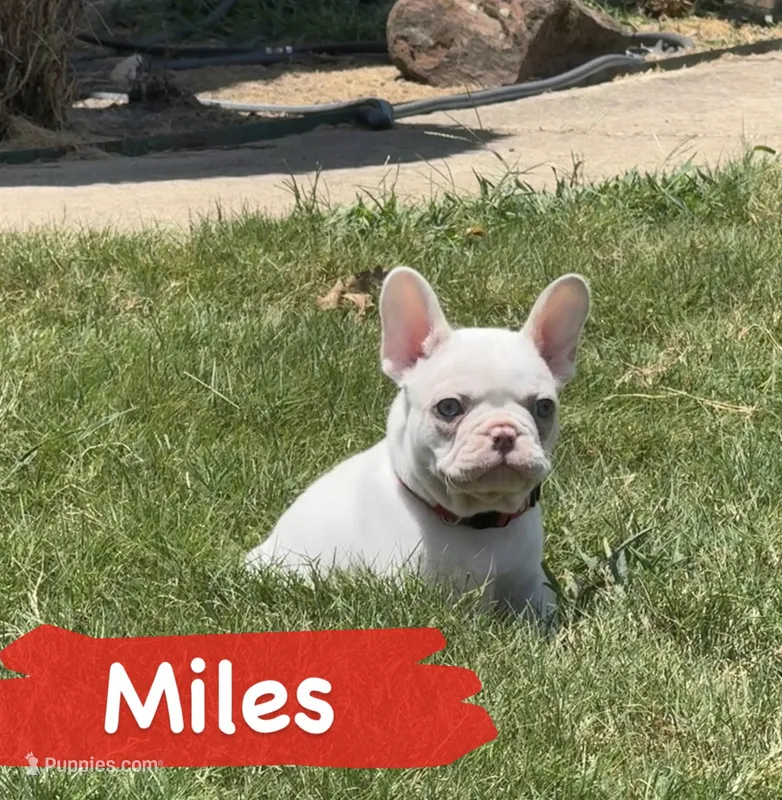 Miles – French Bulldog puppy for sale in Canton, TX
