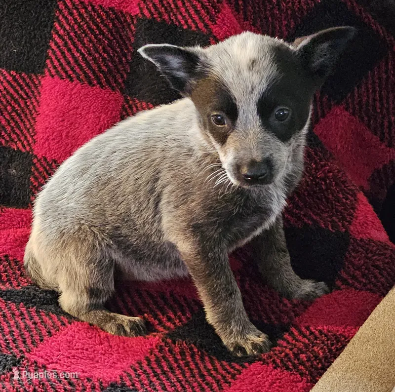 Bella – Australian Cattle Dog puppy for sale in Denton, TX