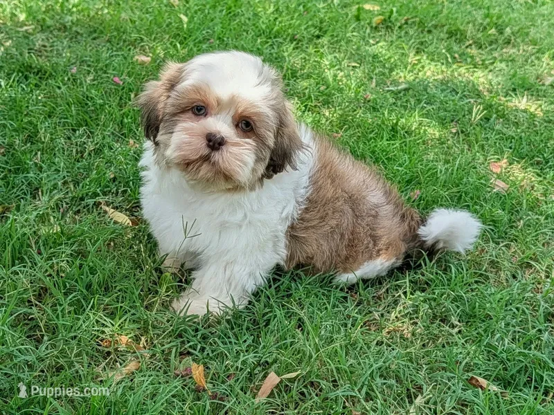 Wally – Shih Tzu puppy for sale in Denton, TX