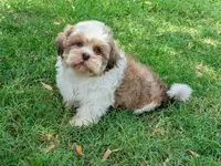 Wally, a male Shih Tzu for sale in Denton, TX – 1 of 1
