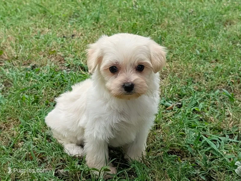 Lucas – Maltipoo puppy for sale in Denton, TX