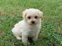 Lucas, a male Maltipoo for sale in Denton, TX – 1 of 1