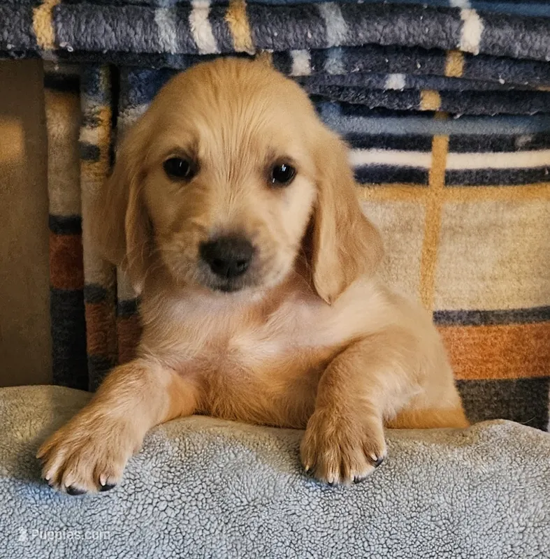 Tank – Golden Retriever puppy for sale in Denton, TX