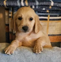 Tank, a male Golden Retriever for sale in Denton, TX – 1 of 1