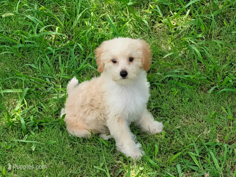 Lucas – Maltipoo puppy for sale in Denton, TX