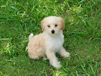 Lucas, a male Maltipoo for sale in Denton, TX – 1 of 1