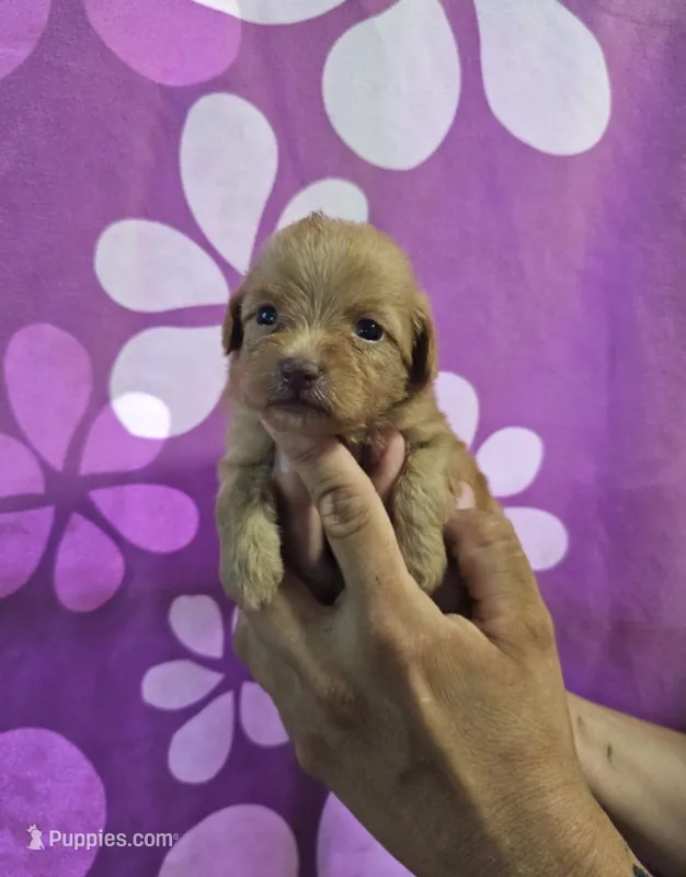 Tanner – Maltipoo puppy for sale in Denton, TX