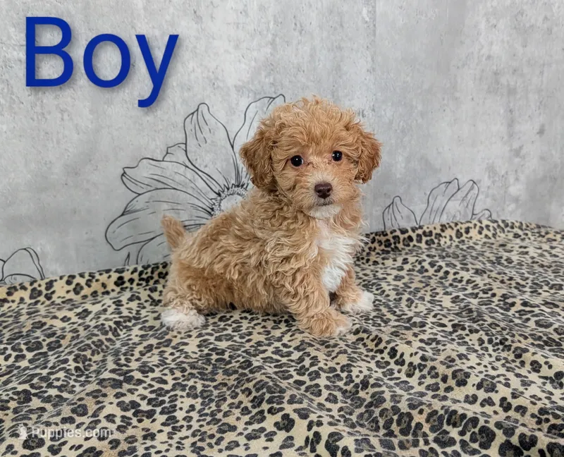 Baxter – Maltipoo puppy for sale in Denton, TX