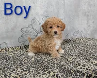 Baxter, a male Maltipoo for sale in Denton, TX – 1 of 1