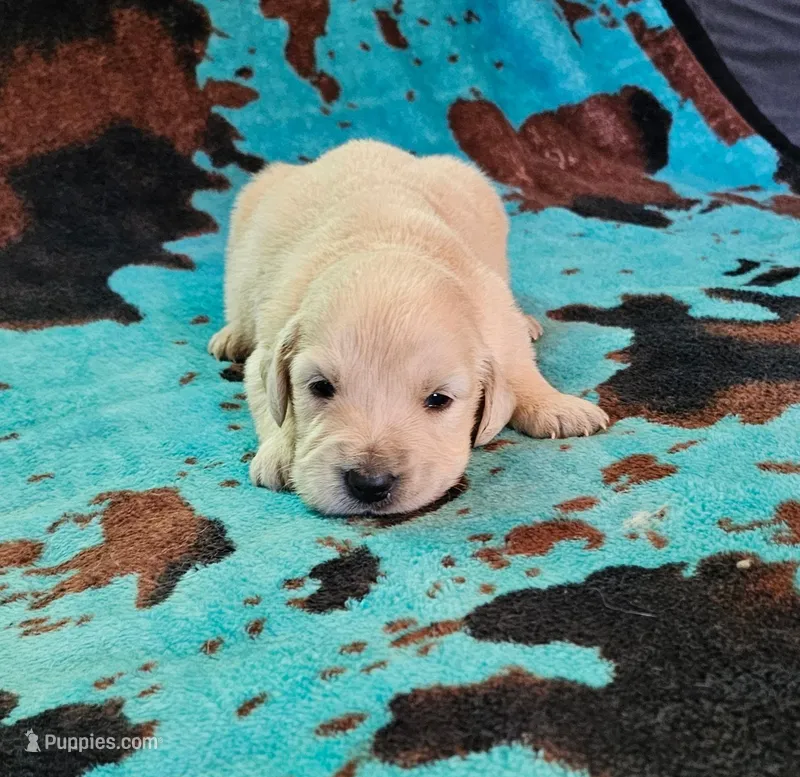 Bo – English Cream Golden Retriever puppy for sale in Denton, TX