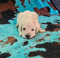 Bo, a male English Cream Golden Retriever for sale in Denton, TX – 1 of 1