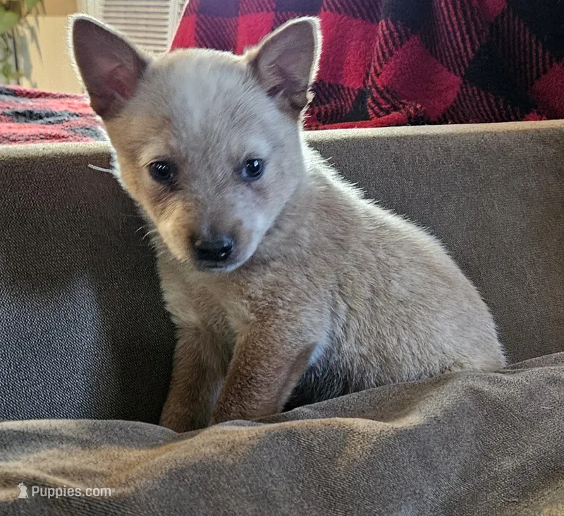 Red – Australian Cattle Dog puppy for sale in Denton, TX