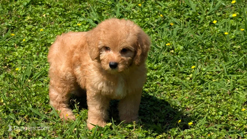 Franky – Miniature Goldendoodle puppy for sale in Denton, TX