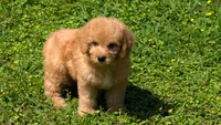 Franky, a male Miniature Goldendoodle for sale in Denton, TX – 1 of 1