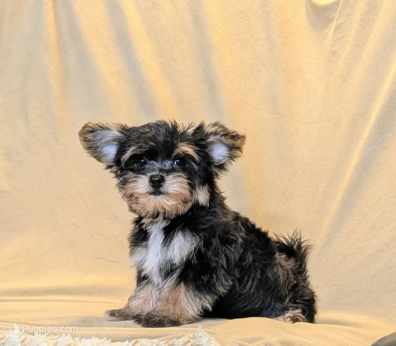 Teacup Nate – Morkie puppy for sale in Denton, TX