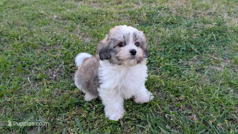 Nate – Morkie puppy for sale in Denton, TX