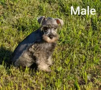 Donny, a male Miniature Schnauzer for sale in Denton, TX – 1 of 1