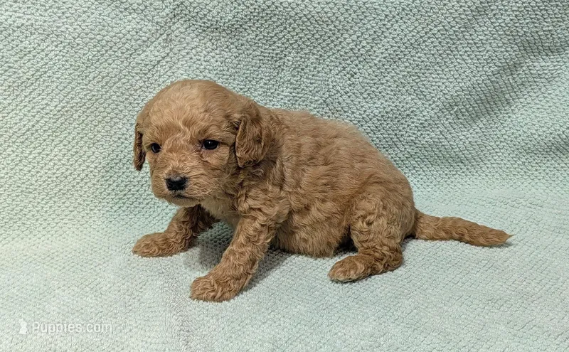 Lassie  – Miniature Goldendoodle puppy for sale in Denton, TX
