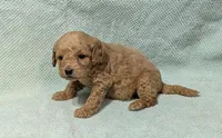 Lassie , a female Miniature Goldendoodle for sale in Denton, TX – 1 of 1