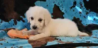 F1 Medium size Male, a male Goldendoodle for sale in Denton, TX – 1 of 1