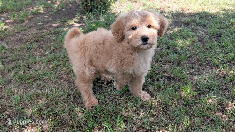 Mini Franky – Miniature Goldendoodle puppy for sale in Denton, TX