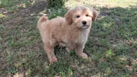 Mini Franky, a male Miniature Goldendoodle for sale in Denton, TX – 1 of 1