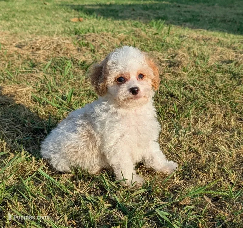 Kip – Maltipoo puppy for sale in Denton, TX