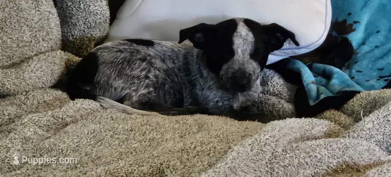 Jake – Australian Cattle Dog puppy for sale in Denton, TX