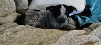 Jake, a male Australian Cattle Dog for sale in Denton, TX – 1 of 1