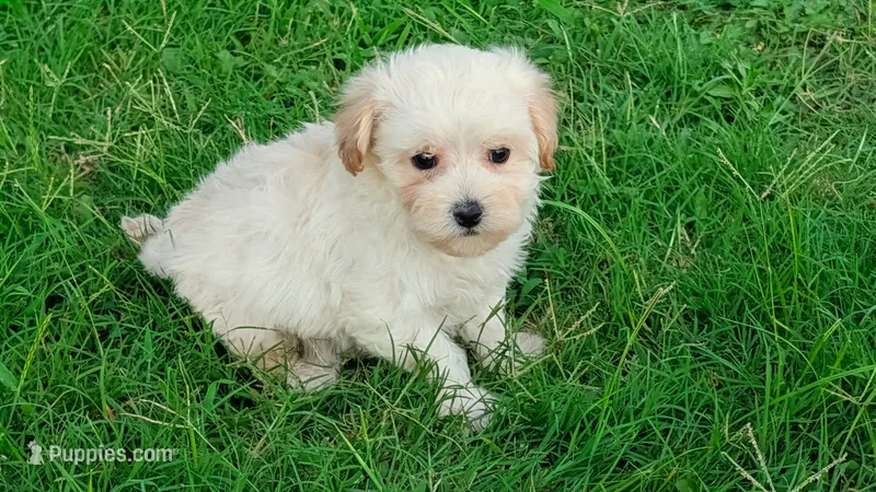 Sammy – Maltipoo puppy for sale in Denton, TX