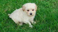 Sammy, a male Maltipoo for sale in Denton, TX – 1 of 1