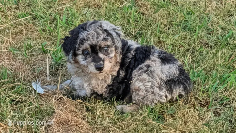 Trixy  – Aussiedoodle puppy for sale in Denton, TX