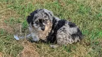 Trixy , a female Aussiedoodle for sale in Denton, TX – 1 of 1