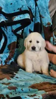 Maggie, a female Golden Retriever for sale in Denton, TX – 1 of 1