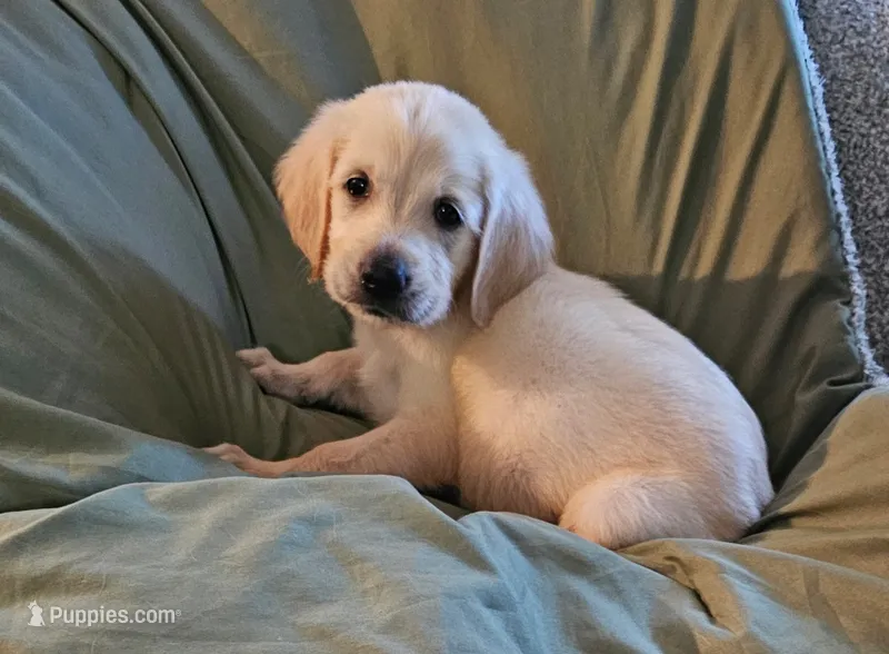 Harvey – Golden Retriever puppy for sale in Denton, TX