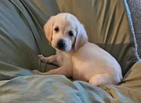 Harvey, a male Golden Retriever for sale in Denton, TX – 1 of 1