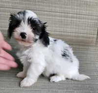 Max, a male Maltipoo for sale in Denton, TX – 1 of 1