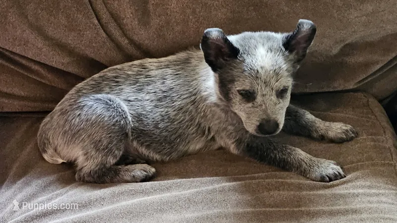 Bo – Australian Cattle Dog puppy for sale in Denton, TX