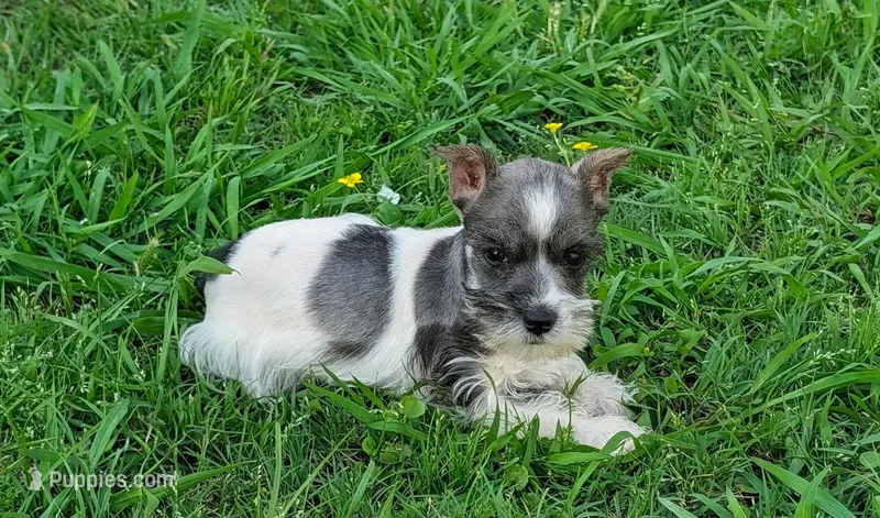 Daisy – Miniature Schnauzer puppy for sale in Denton, TX