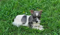 Daisy, a female Miniature Schnauzer for sale in Denton, TX – 1 of 1