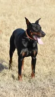 AKC Male , a male Doberman Pinscher for sale in Denton, TX – Photo 3 of 3