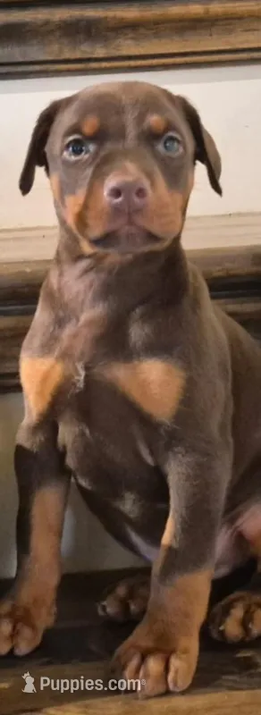 AKC Male  – Doberman Pinscher puppy for sale in Denton, TX
