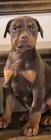 AKC Male , a male Doberman Pinscher for sale in Denton, TX – Photo 1 of 3