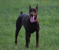 AKC Male , a male Doberman Pinscher for sale in Denton, TX – Photo 2 of 3